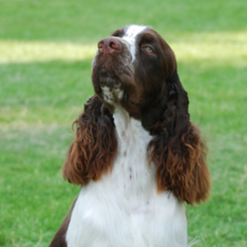 Trimming a 2024 springer spaniel